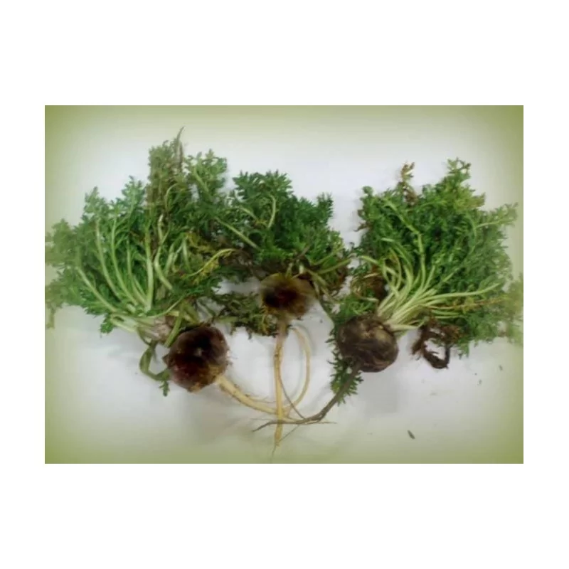 Maca Negra gelandina