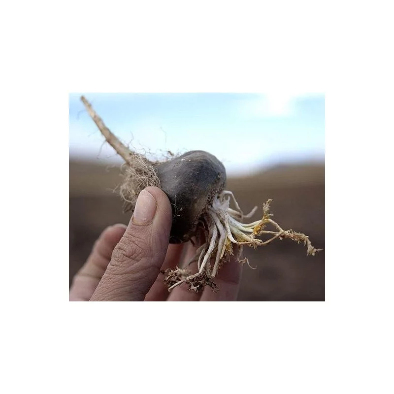 Maca Negra gelandina