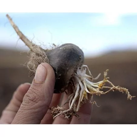 Maca Negra gelandina