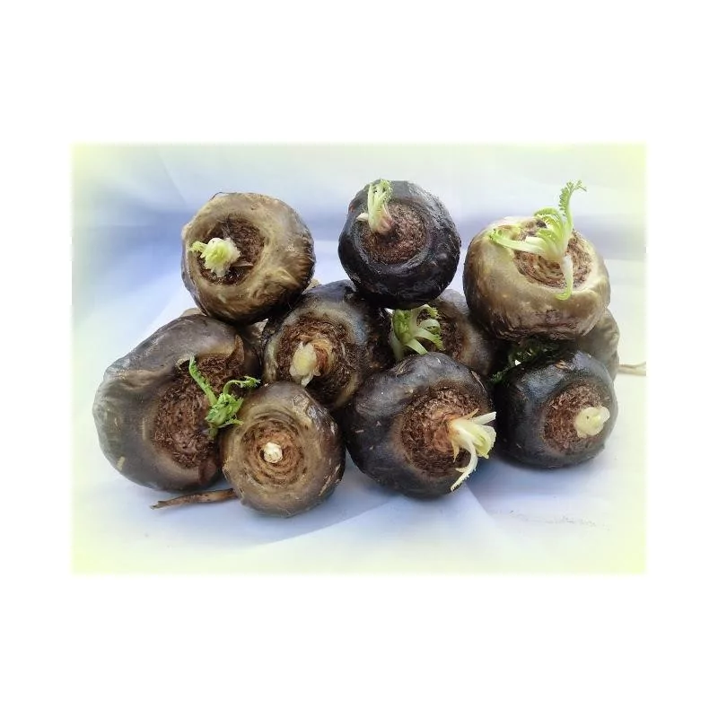 Maca Negra gelandina