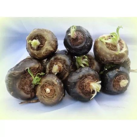 Maca Negra gelandina