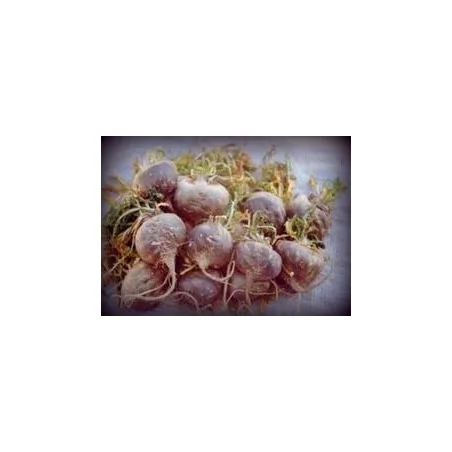 Maca Negra gelandina