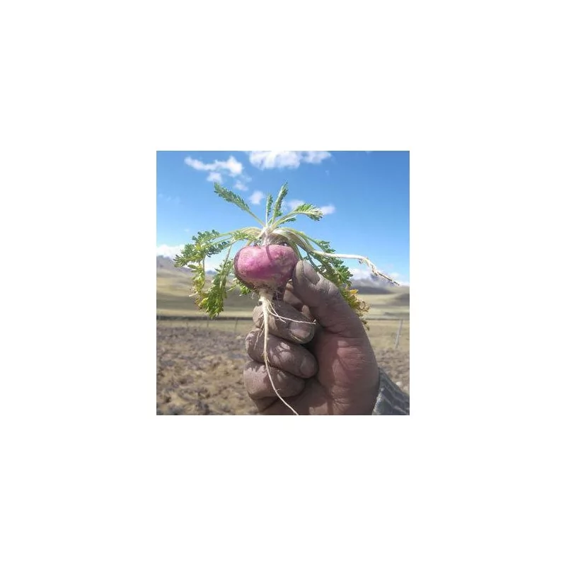 Peruánská Maca Maka