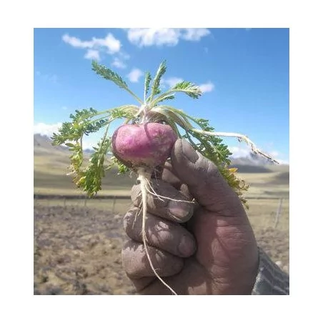 Peruánská Maca Maka