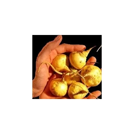 Peruánská Maca Maka