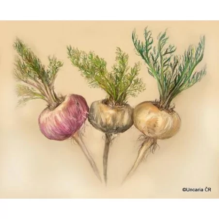 Peruánská Maca Maka