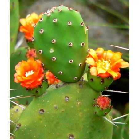 Nopal Flax