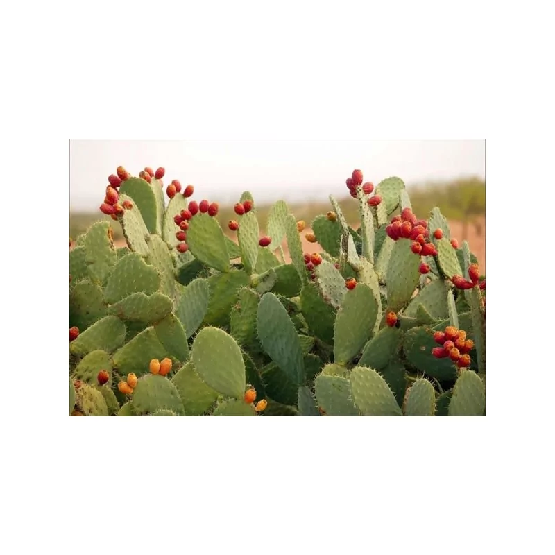 Nopal Flax
