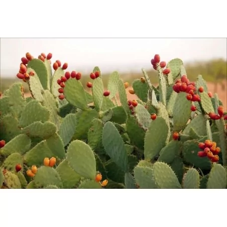 Nopal Flax