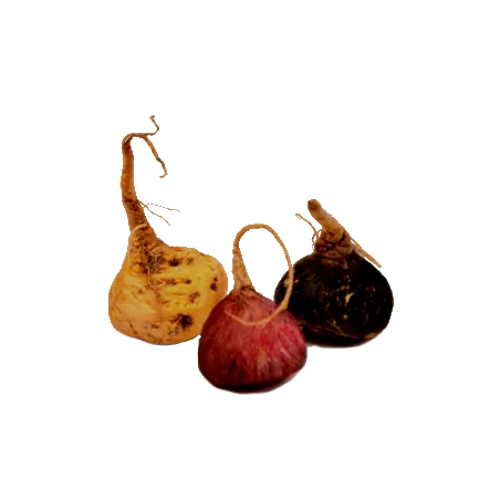 MAKA NEGRA CPS. GELANDINA ORGINAL UNCARIA