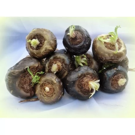 MAKA NEGRA CPS. GELANDINA ORGINAL UNCARIA