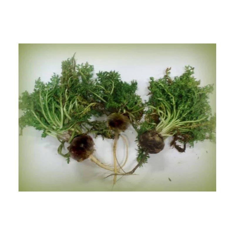 MAKA NEGRA CPS. GELANDINA ORGINAL UNCARIA