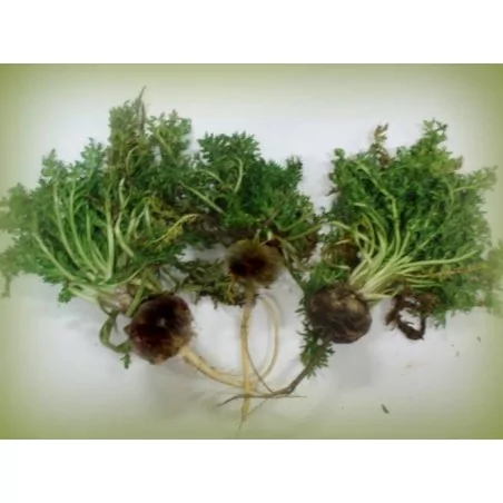 MAKA NEGRA CPS. GELANDINA ORGINAL UNCARIA