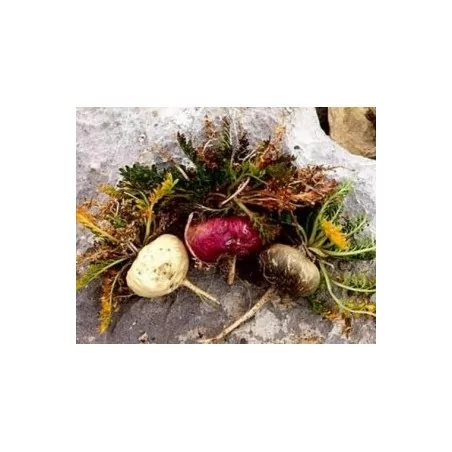 Maka Roja Osteo Gelandina 90 CPS Original Uncaria®