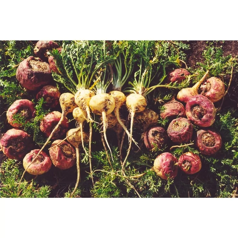 Maka Roja Osteo Gelandina 90 CPS Original Uncaria®