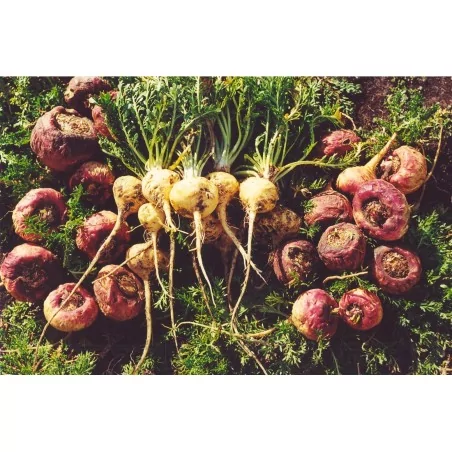 Maka Roja Osteo Gelandina 90 CPS Original Uncaria®