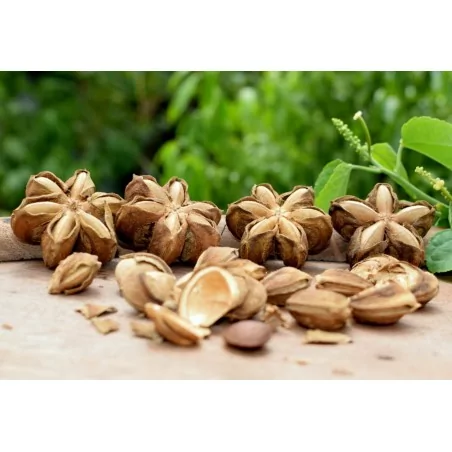 SACHA INCHI OMEGA 3 FORTE Original Uncaria ®