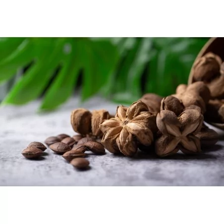 SACHA INCHI OMEGA 3 FORTE Original Uncaria ®