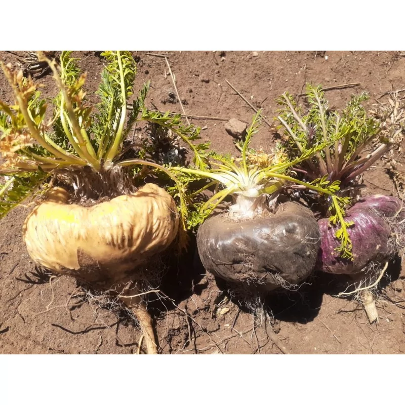 Maca Negra gelandina