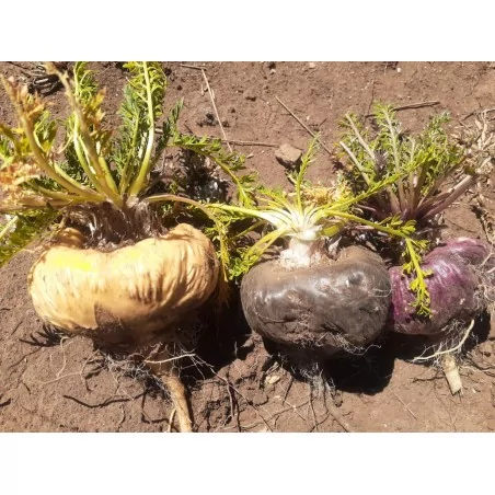 Maca Roja gelandina