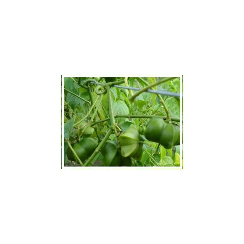 SACHA INCHI OMEGA 3 FORTE Original Uncaria ®