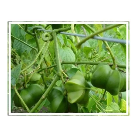 SACHA INCHI OMEGA 3 FORTE Original Uncaria ®