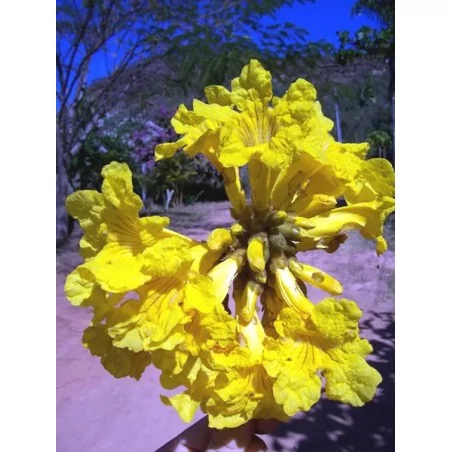 Tahuari-Lapacho Original Uncaria®