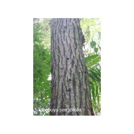 Tahuari-Lapacho Original Uncaria®