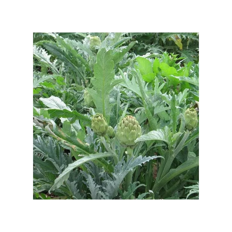 ALCACHOFA-ARTYČOK EXTRAKT ORIGINAL UNCARIA®