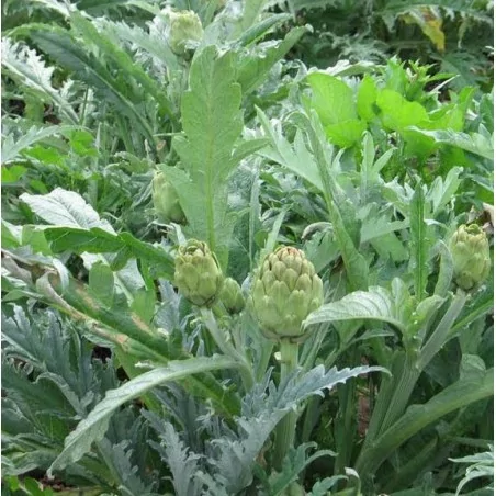 ALCACHOFA-ARTYČOK EXTRAKT ORIGINAL UNCARIA®