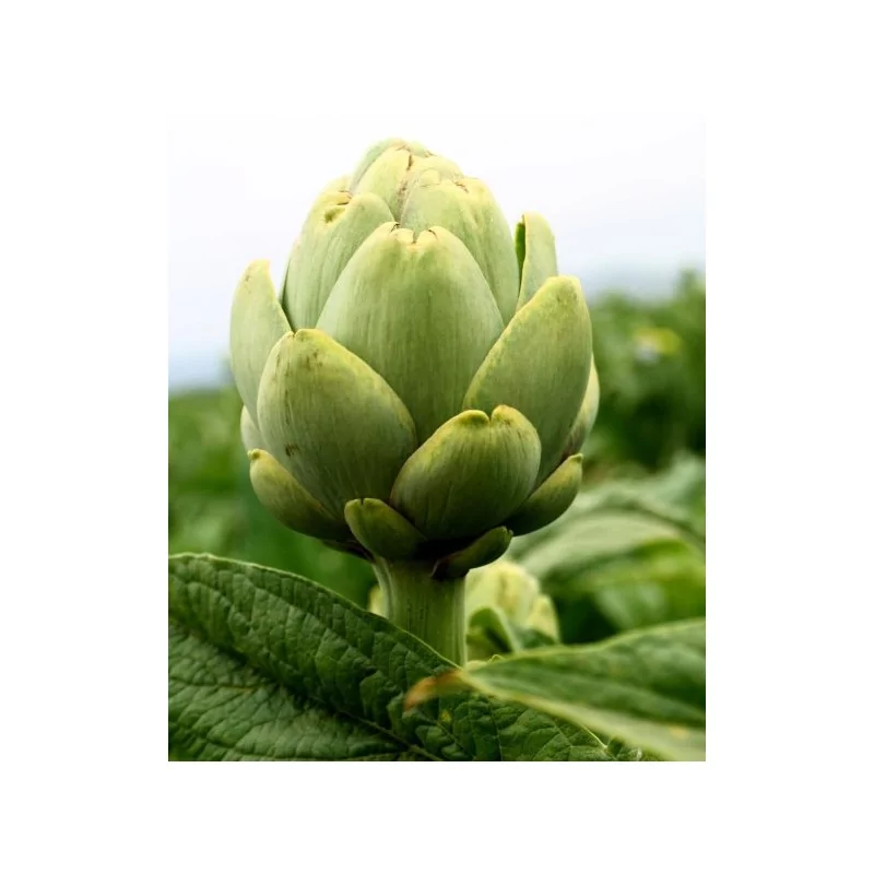 ALCACHOFA-ARTYČOK EXTRAKT ORIGINAL UNCARIA®