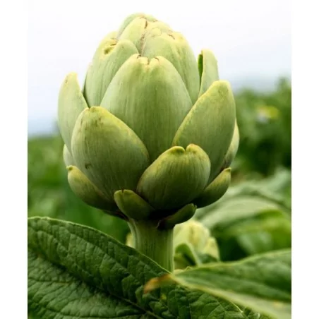 ALCACHOFA-ARTYČOK EXTRAKT ORIGINAL UNCARIA®