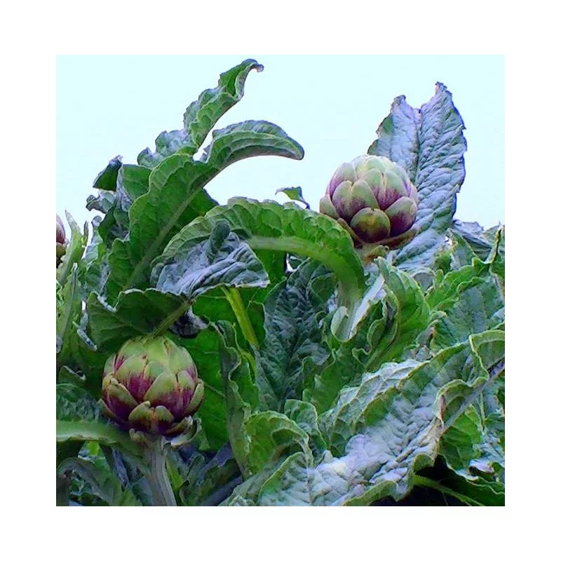 ALCACHOFA-ARTYČOK EXTRAKT ORIGINAL UNCARIA®