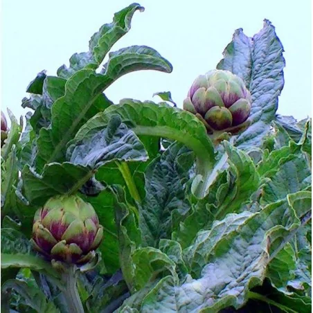 ALCACHOFA-ARTYČOK EXTRAKT ORIGINAL UNCARIA®