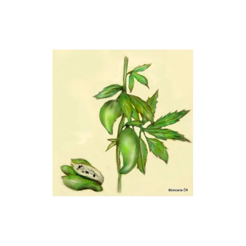 Caigua Original Uncaria®