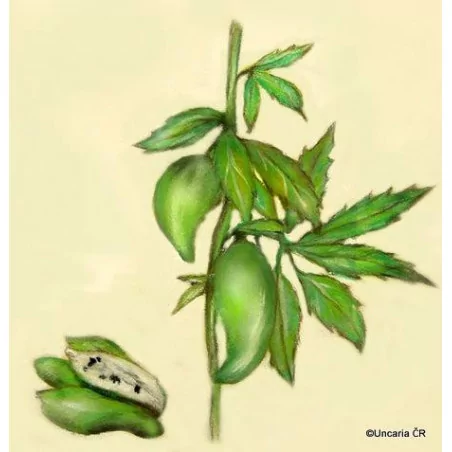 Caigua Original Uncaria®