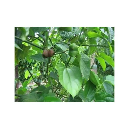 Sacha Inchi olej Original Uncaria® 250 ml