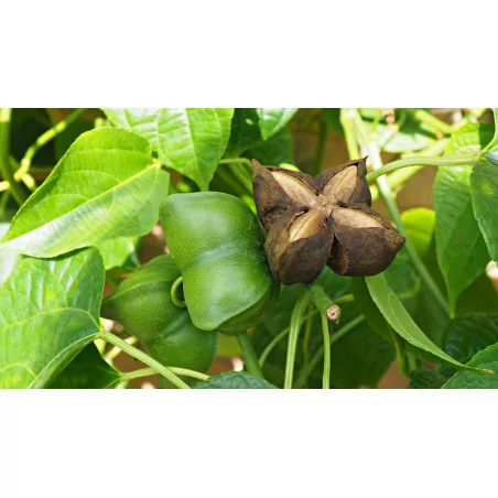 Sacha Inchi olej Original Uncaria® 250 ml