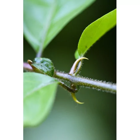 Vilcacora jemně mletá