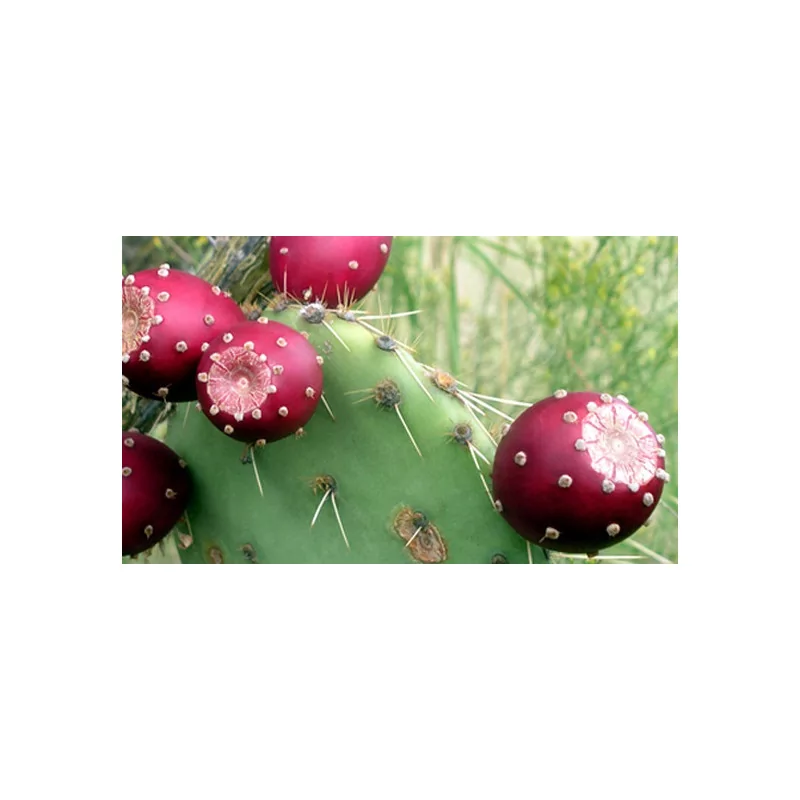 Nopal Original Uncaria® v kapslích