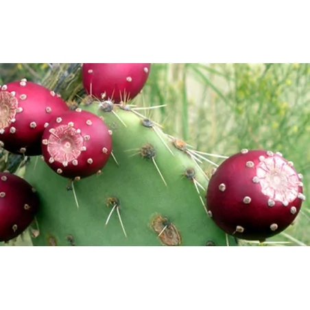 Nopal Original Uncaria® v kapslích