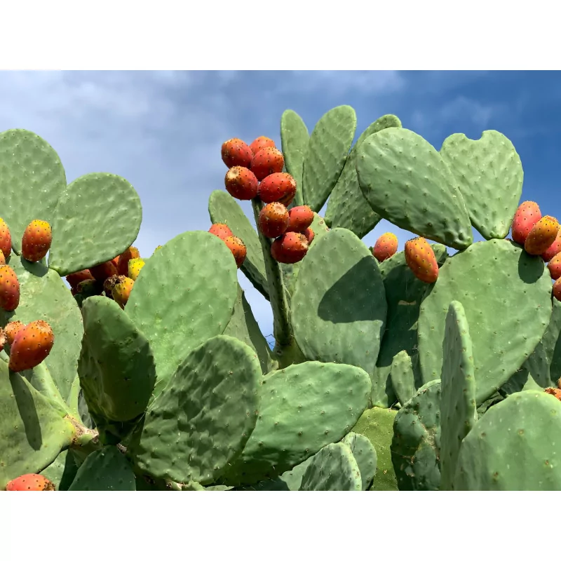 Nopal Original Uncaria® v kapslích
