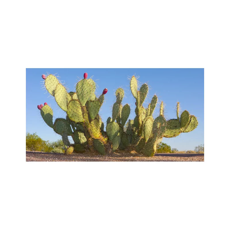 Nopal Original Uncaria® v kapslích
