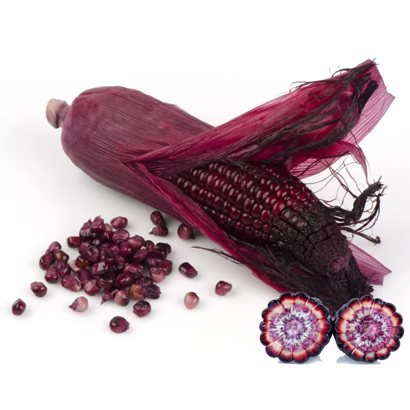 Maiz Morado Forte extrakt v prášku