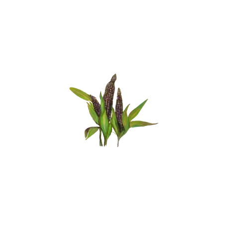 Maiz Morado Forte extrakt v prášku