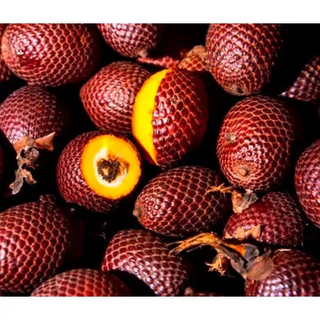 Aguaje extrakt Original Uncaria ®