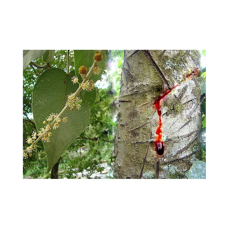 Sangre de drago 3 +1