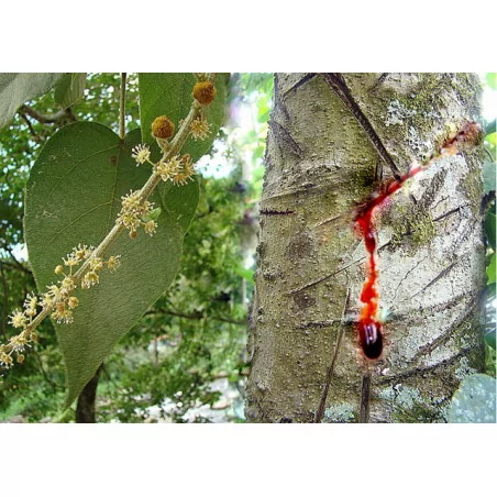 Sangre de drago 3 +1