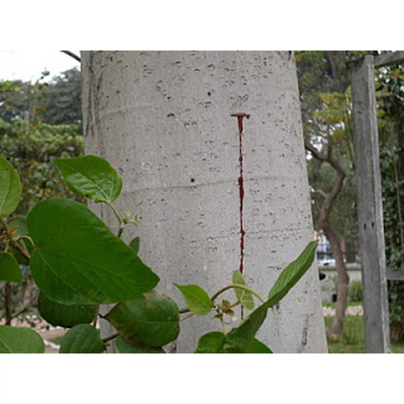 Sangre de drago 3 +1