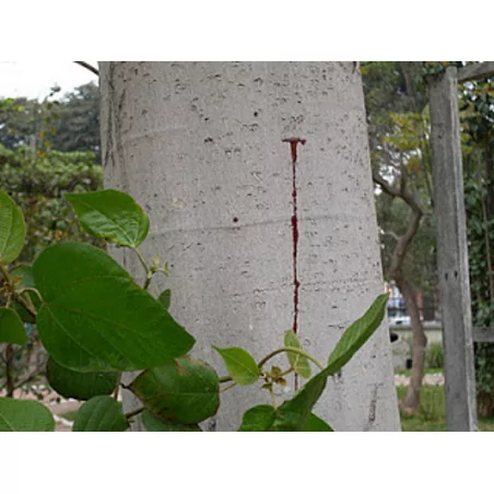 Sangre de drago 3 +1